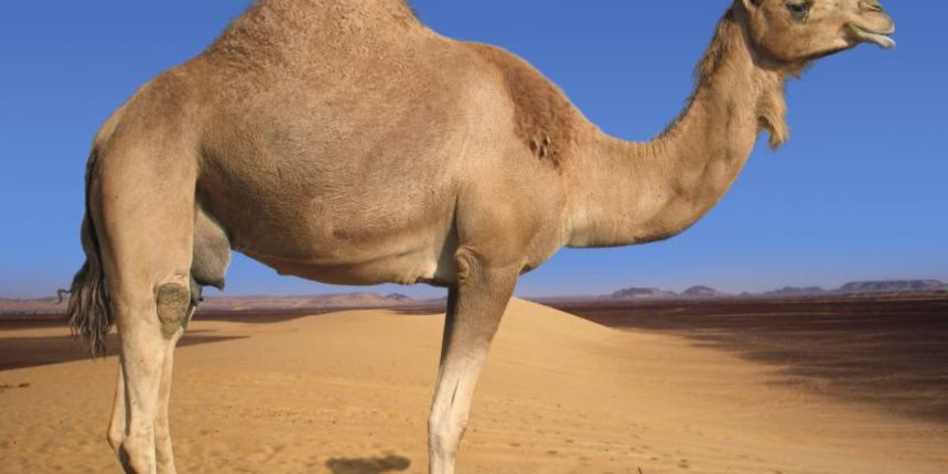 Arapska deva (Foto: fohn.net) Arapska deva (Foto: fohn.net)