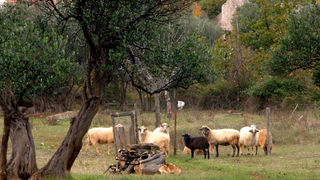 Image 1190437 (auto)