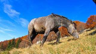 Đir do Zavižana, sjeverni Velebit, foto: Leo Banić