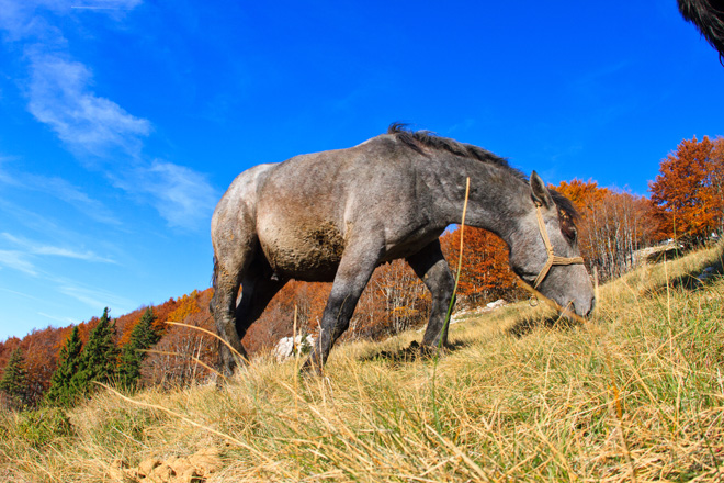 Đir do Zavižana, sjeverni Velebit, foto: Leo Banić