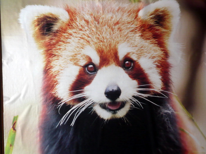 Putovanje u Kinu i Tibet (Foto:Iva Bur