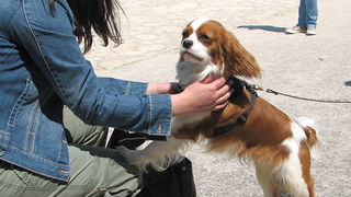 Image 1171065 (auto)