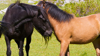 Velebitski divlji konji, Foto: Leo Banić