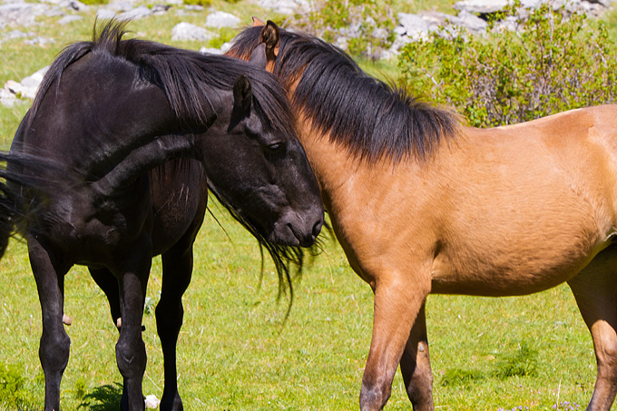 Velebitski divlji konji, Foto: Leo Banić