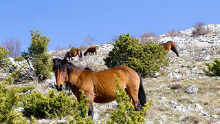 Divlji konji na Velebitu, foto: Leo Banić