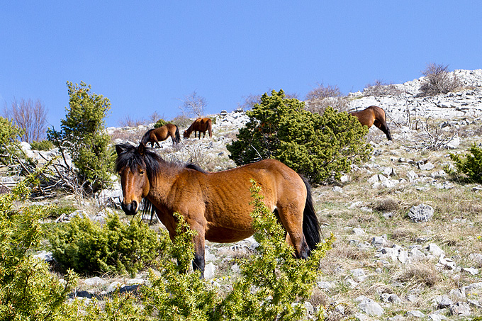 Divlji konji na Velebitu, foto: Leo Banić