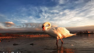 Prekrasni labuđi par u blizini crkvice Sv. Duha, Foto: Roberto Lerga Prekrasni labuđi par u blizini crkvice Sv. Duha, Foto: Roberto Lerga
