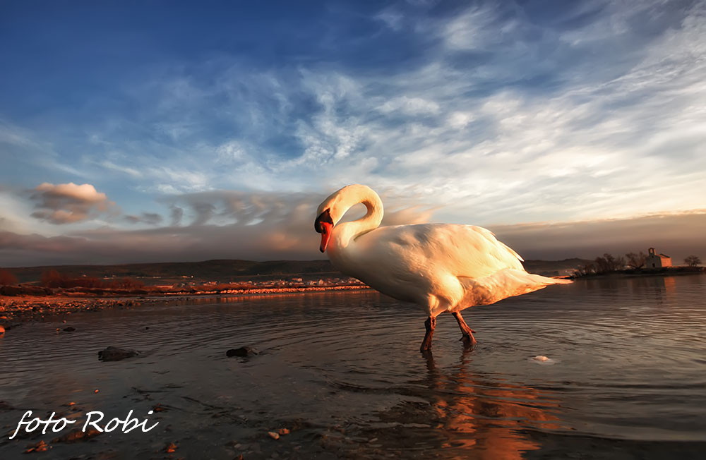 Prekrasni labuđi par u blizini crkvice Sv. Duha, Foto: Roberto Lerga Prekrasni labuđi par u blizini crkvice Sv. Duha, Foto: Roberto Lerga
