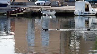 Liske u uvali Bregdetti 24. siječnja