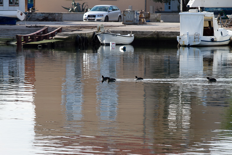 Liske u uvali Bregdetti 24. siječnja