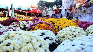 Započela prodaja cvijeća na zadarskoj tržnici, foto-I. Perinčić Započela prodaja cvijeća na zadarskoj tržnici, foto-I. Perinčić