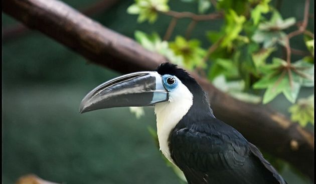 Zooloski vrt u Maksimiru