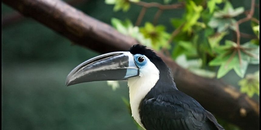 Zooloski vrt u Maksimiru Zooloski vrt u Maksimiru