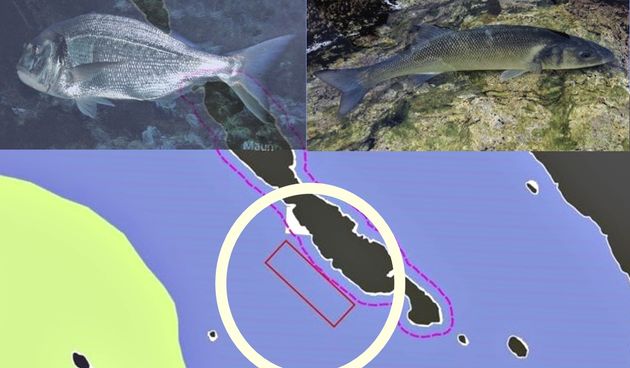 Završena javna rasprava za projekt uzgajališta bijele ribe kod Mauna