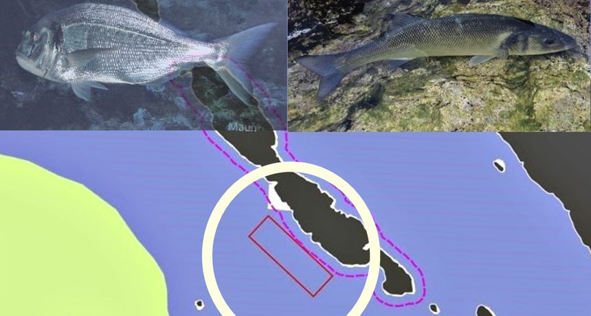 Završena javna rasprava za projekt uzgajališta bijele ribe kod Mauna