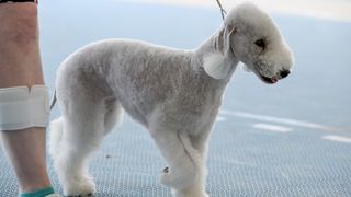 Međunarodna izložba pasa CACIB 2023