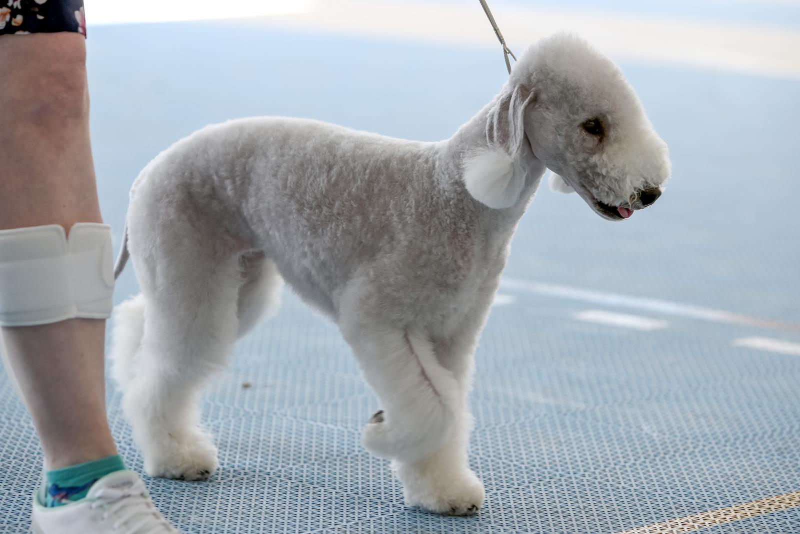 Međunarodna izložba pasa CACIB 2023