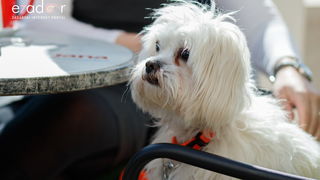 Đir po gradu, subotnja špica 9. ožujka 2019. Đir po gradu, subotnja špica 9. ožujka 2019.