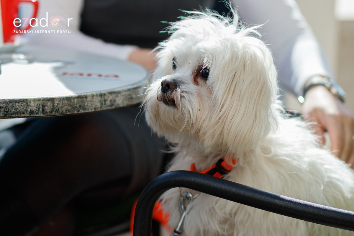 Đir po gradu, subotnja špica 9. ožujka 2019. Đir po gradu, subotnja špica 9. ožujka 2019.