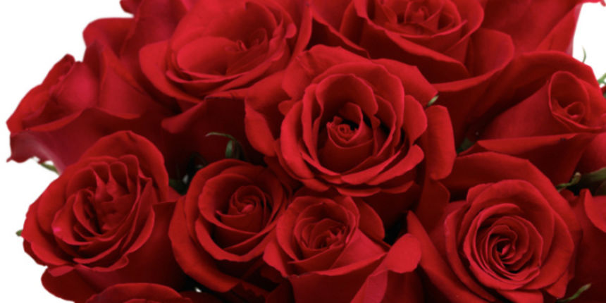 cvijeće – ruže cvijeće – ruže