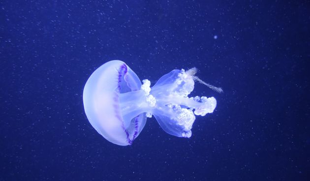 Po čemu se razlikuju slatkovodna meduza i morska meduza