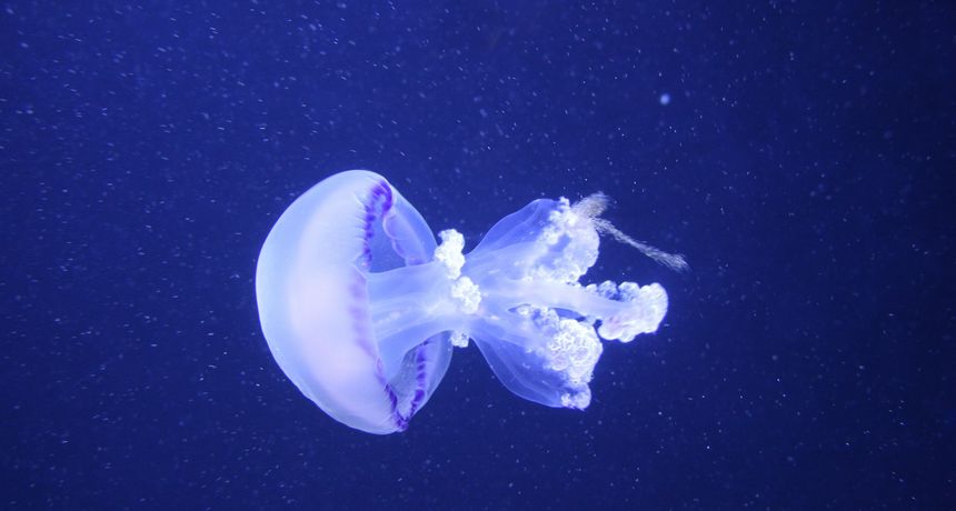 Po čemu se razlikuju slatkovodna meduza i morska meduza