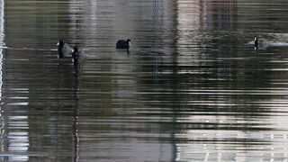 Liske u uvali Bregdetti 24. siječnja