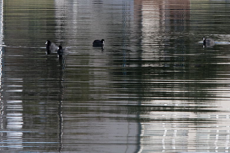 Liske u uvali Bregdetti 24. siječnja