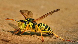 Bibinjski sinac, Foto: Leo Banic Bibinjski sinac, Foto: Leo Banic