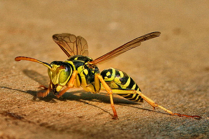 Bibinjski sinac, Foto: Leo Banic Bibinjski sinac, Foto: Leo Banic