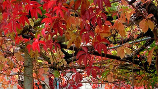 Image 1190455 (auto)