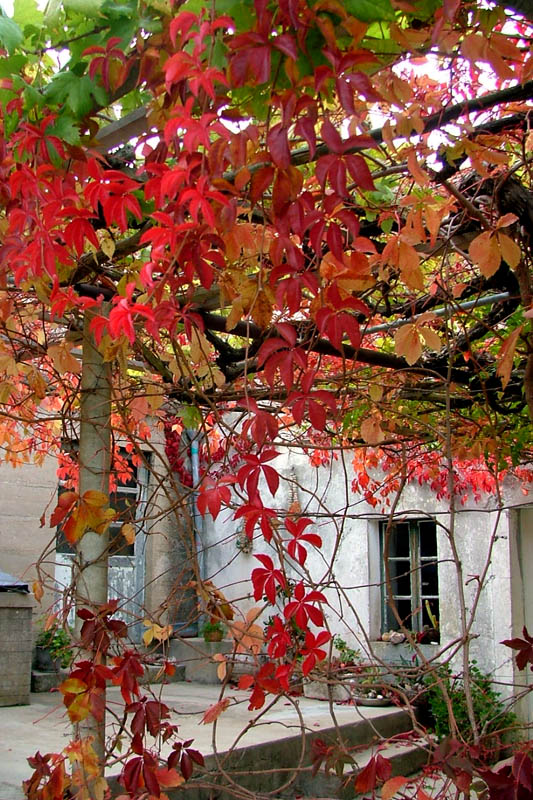 Image 1190455 (auto)