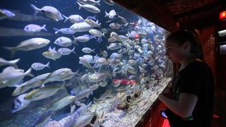 Vranjicki Aquapark godinu dana nakon otvorenja zadivljuje posjetitelje kao i prvog dana. U velicanstvenim pojavama iz morskog svijeta najvise ipak uzivaju djeca. Photo: Ivo Cagalj/PIXSELL Vranjicki Aquapark godinu dana nakon otvorenja zadivljuje posjetitelje kao i prvog dana. U velicanstvenim pojavama iz morskog svijeta najvise ipak uzivaju djeca. Photo: Ivo Cagalj/PIXSELL