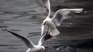 Zadar, 161110.
Galebovi su se danas za rucak odlucili za riblji meni. 
Na slici: uvala Jazine kraj zadarskog mosta.
Foto: Jure Miskovic / CROPIX