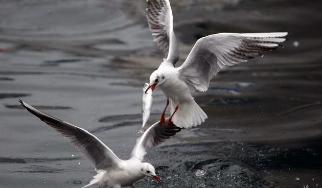 Zadar, 161110.
Galebovi su se danas za rucak odlucili za riblji meni. 
Na slici: uvala Jazine kraj zadarskog mosta.
Foto: Jure Miskovic / CROPIX
