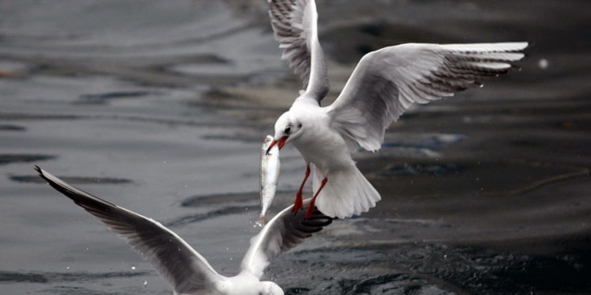 Zadar, 161110.
Galebovi su se danas za rucak odlucili za riblji meni. 
Na slici: uvala Jazine kraj zadarskog mosta.
Foto: Jure Miskovic / CROPIX