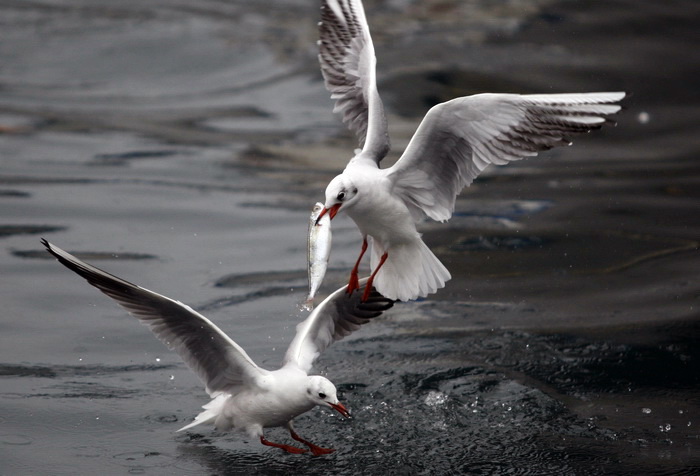 Zadar, 161110.
Galebovi su se danas za rucak odlucili za riblji meni. 
Na slici: uvala Jazine kraj zadarskog mosta.
Foto: Jure Miskovic / CROPIX