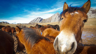 Divlji konji, foto: Leo Banić
