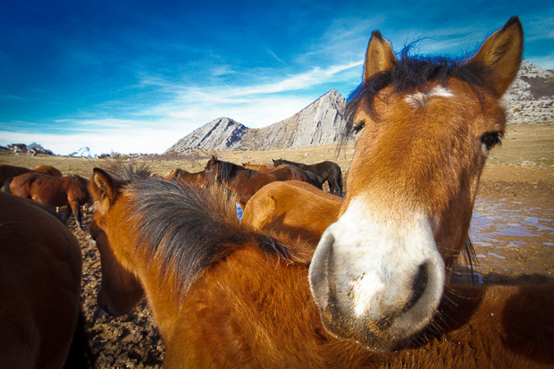 Divlji konji, foto: Leo Banić