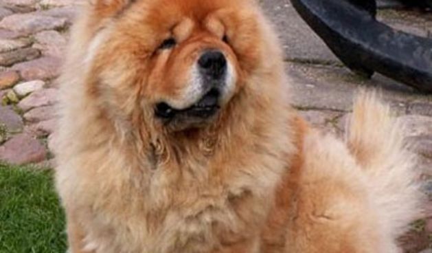 chow chow, pas (Foto: Wikipedia)