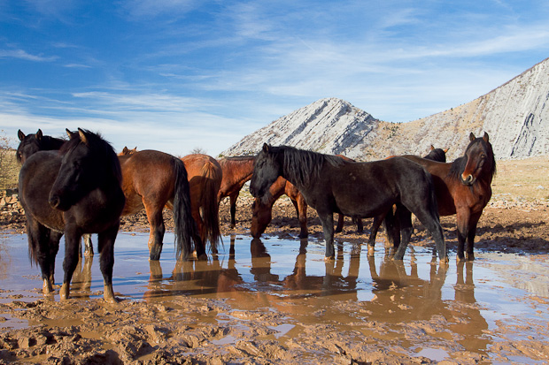 Libinje: Velebitski divlji konji, Foto: Leo Banić