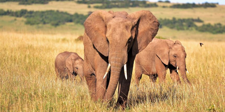 Slon, slonovi Slon, slonovi