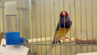 Ornitološko prvenstvo Hrvatske u hotelu Zadar (foto:Saša Čuka)