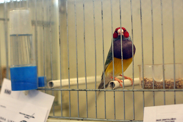 Ornitološko prvenstvo Hrvatske u hotelu Zadar (foto:Saša Čuka)