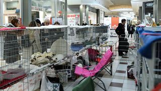 Međunarodna izložba mačaka