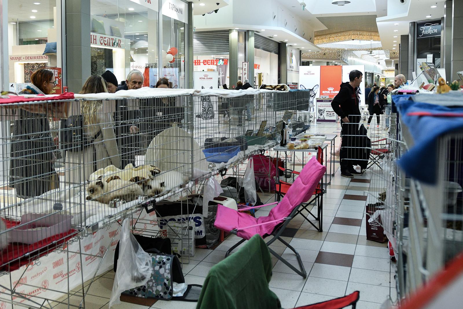 Međunarodna izložba mačaka