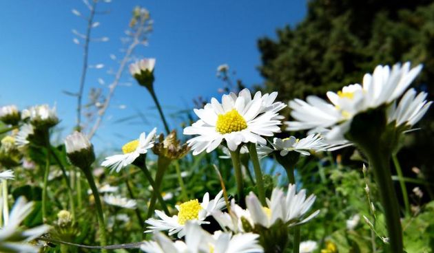 20.03.2014., Split – Livade prepune rascvalog proljetnog cvijeca. Photo: Ivana Ivanovic/PIXSELL