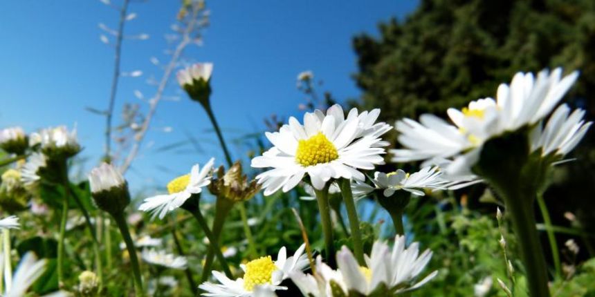 20.03.2014., Split – Livade prepune rascvalog proljetnog cvijeca. Photo: Ivana Ivanovic/PIXSELL 20.03.2014., Split – Livade prepune rascvalog proljetnog cvijeca. Photo: Ivana Ivanovic/PIXSELL