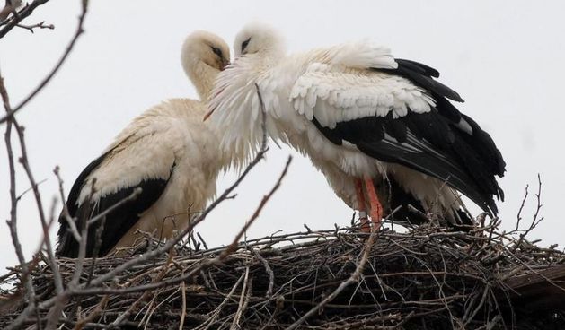 Klepetan se dvanaesti put vratio svojoj Malenoj, Foto: Ivica Galovic/PIXSELL