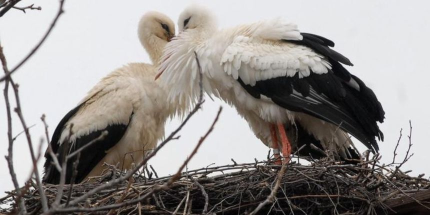 Klepetan se dvanaesti put vratio svojoj Malenoj, Foto: Ivica Galovic/PIXSELL Klepetan se dvanaesti put vratio svojoj Malenoj, Foto: Ivica Galovic/PIXSELL